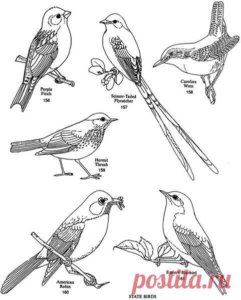 bird2.jpg (481×600)