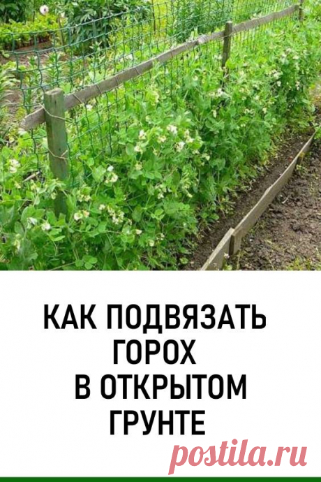 Как подвязать горох в открытом грунте на грядке/ Подвязывание гороха позволит вам вовремя собирать урожай и обеспечит его качественное созревание. Кроме того, созданная своими руками опора для культуры способна привнести некоторую эстетику в общую обстановку вашего участка. #дача #огород #горох #какподвязатьгорох