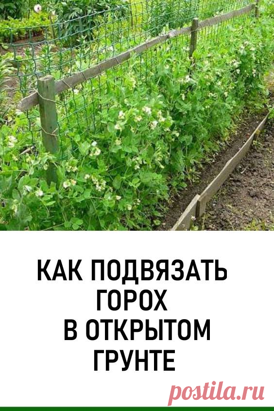 Как подвязать горох в открытом грунте на грядке/ Подвязывание гороха позволит вам вовремя собирать урожай и обеспечит его качественное созревание. Кроме того, созданная своими руками опора для культуры способна привнести некоторую эстетику в общую обстановку вашего участка. #дача #огород #горох #какподвязатьгорох