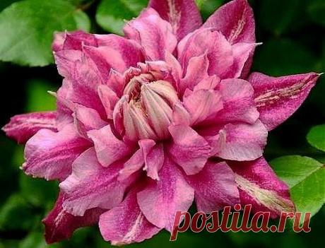 Клематис Пафар. - Clematis Patricia Ann Fretwell (Pafar) .