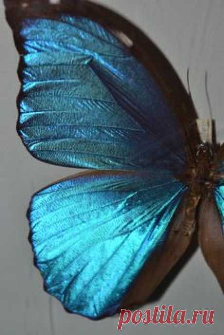 God amazes us with his beautiful creations!  iridescent…