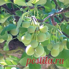 Купить семена Гинкго билоба Реликт . Семена почтой и курьером.