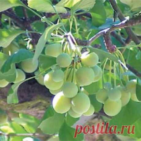 Купить семена Гинкго билоба Реликт . Семена почтой и курьером.