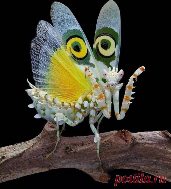 Чудо-юдо прекрасное!

Восточноафриканский богомол