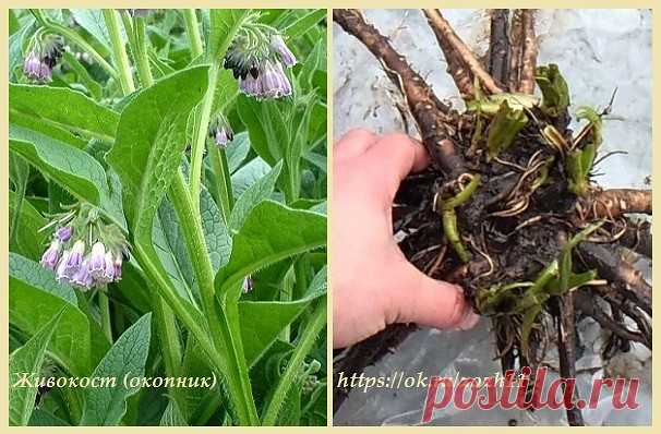 МАЗЬ ИЗ ЖИВОКОСТА ЛЕЧИТ МЕЖПОЗВОНКОВУЮ ГРЫЖУ

Одной из довольно эффективных считается мазь, а также настойка из окопника, 
который в народе часто называют живокостом или же костоломом.

Так окопник помогает при сращивании костей, снимает суставные боли, отеки, способствует рассасыванию грыжи.

Итак, ингредиенты для мази из корня окопника:

Сухой корень окопника (свежий) - 1/2 кг. (500 грамм).
Сосновая живица - 70 грамм.
Свиной внутренний жир - 350 грамм.
Водки - 300 мл.
Ка...