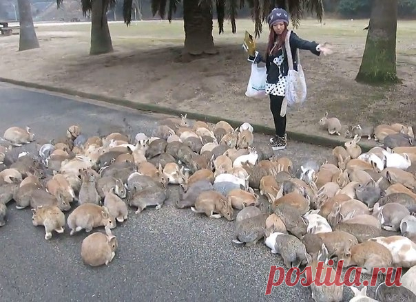 В японской префектуре Хиросима есть остров с необычной и загадочной историей. Когда-то он был секретным, и Япония удалила его с карт, а в наши дни он едва справляется с потоком туристов и сотнями населяющих его кроликов.