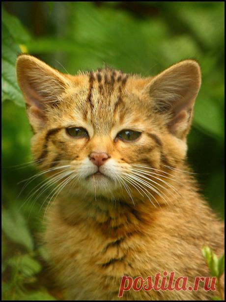 Wildcat kitten Taken at Munich Zoo (Tierpark Hellabrunn). This is one of the four wildcat kittens born in April 2009 - they're so so so cute! :) On the photo it's two months old. Here you can see the mother.
