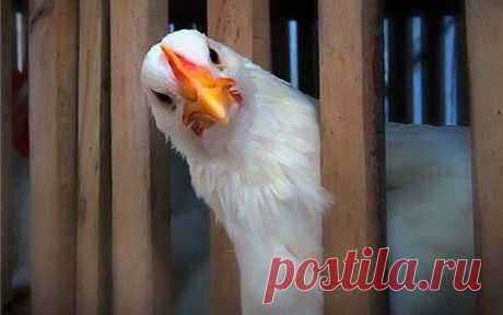 Кормлю огурцы и помидоры... куриным пометом 
Летом я живу на даче. С апреля по октябрь жить на природе — это счастье. За это время в магазин хожу только за теми продуктами, которые вырастить сама не могу: крупа, сахар, чай и кофе, масло. А так …