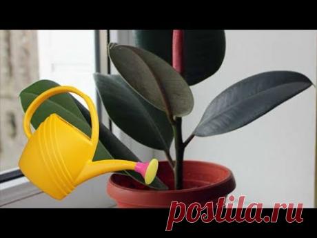 Как часто поливать Фикус? Правильный полив фикуса Эластика.