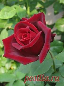 Hybrid Tea Rose: Rosa 'Papa Meilland' (France, 1963)   |   Pinterest
