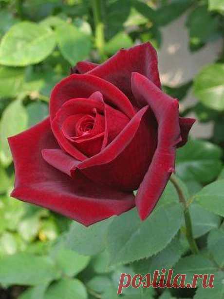Hybrid Tea Rose: Rosa 'Papa Meilland' (France, 1963)   |   Pinterest