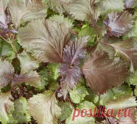 Перилла - пряность со вкусом карамели и ароматом аниса - МирТесен