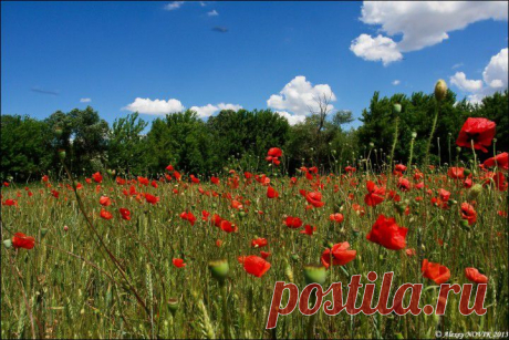 (+1) тема - Фотопрогулки. Маки | ЛЮБИМЫЕ ФОТО