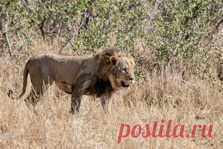 Lion Explore mayekarulhas' photos on Flickr. mayekarulhas has uploaded 1431 photos to Flickr.