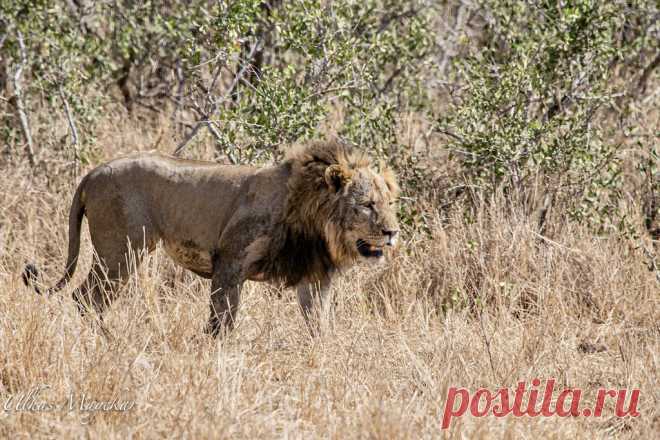 Lion Explore mayekarulhas' photos on Flickr. mayekarulhas has uploaded 1431 photos to Flickr.