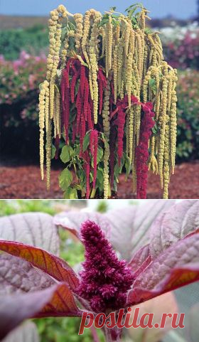 Выращивание амаранта