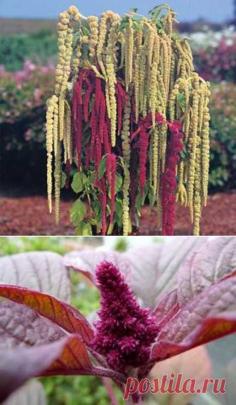 Выращивание амаранта