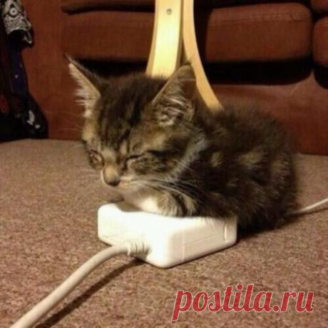 Животные, которые тоже очень хотят тепла