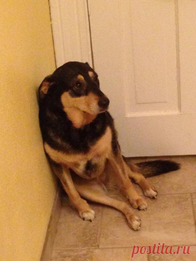 Домашние питомцы, которые не любят посещать ветеринара