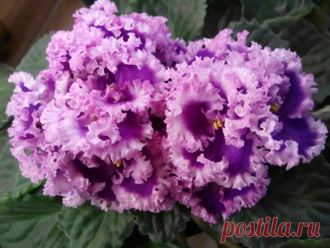 3 простых действия, после которых фиалки у меня цветут «шапками» и долго держат цветы | Дачный Коммисар | Яндекс Дзен