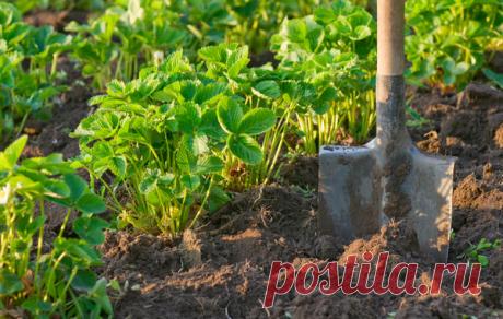 Подкормки садовой земляники весной: виды удобрений и сроки внесения