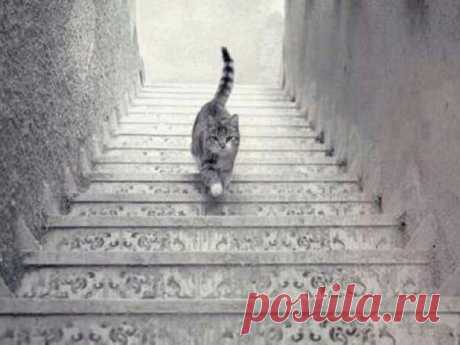, которое взбудоражило весь Интернет: этот кот спускается по ступенькам или поднимается вверх?