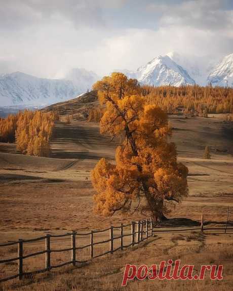 Золотая осень на Алтае. 🍂🍁🍂
📷 Анатолий Гордиенко