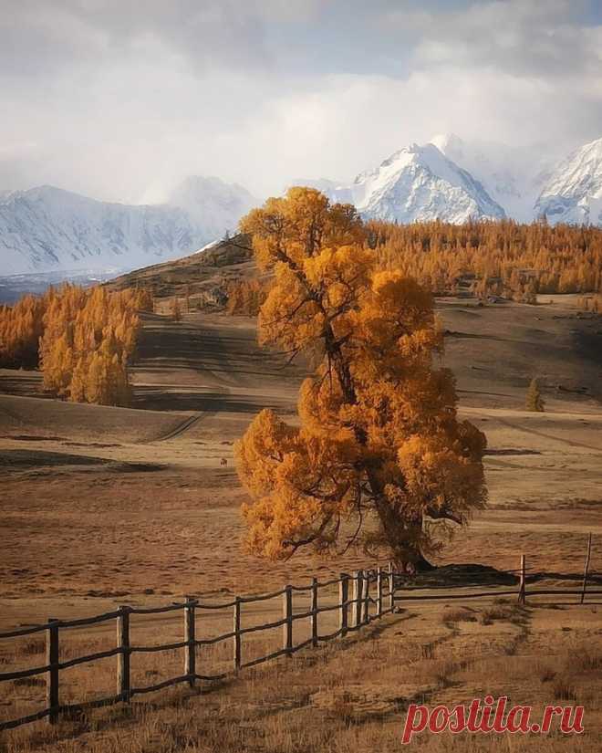 Золотая осень на Алтае. 🍂🍁🍂
📷 Анатолий Гордиенко