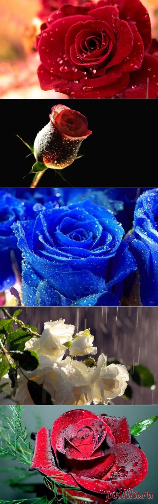 Розы и вода