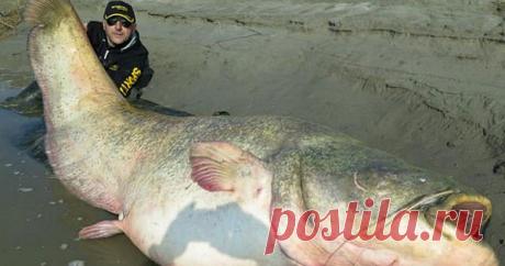 Польские рыбаки нашли останки нациста в чреве 100-летней рыбы Польские рыбаки прославились на весь мир. Мало того, что они выловили одного из самых старых сомов на Планете, так еще и в его чреве обнаружили останки нациста. Определить это удалось по сохранившемуся значку. Также внутри обнаружились человеческие останки. Загрузка...