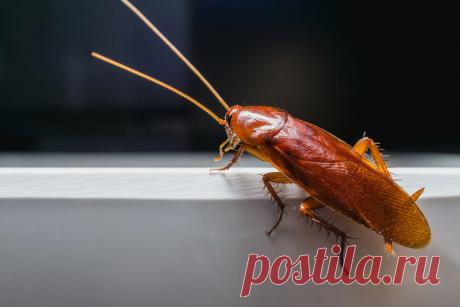15 фактов о тараканах, которым вы не захотите поверить. Фото — Ботаничка.ru
