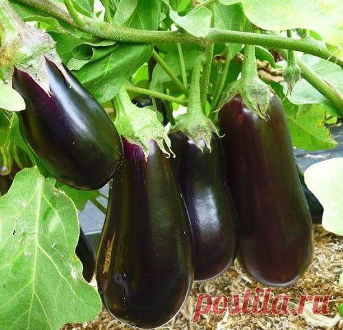 Выращиваем баклажаны без горечи