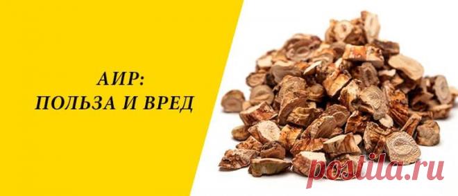 Аир: польза и вред для здоровья организма человека Аир: история и состав, польза и вред для здоровья, применение в народной медицине, косметологии и кулинарии, рецепты.