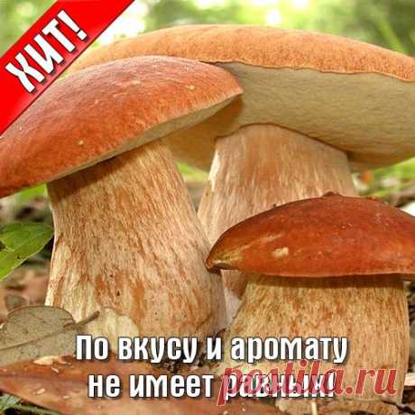 Белый гриб: купить почтой в Москве в интернет магазине Беккер (артикул 19200)