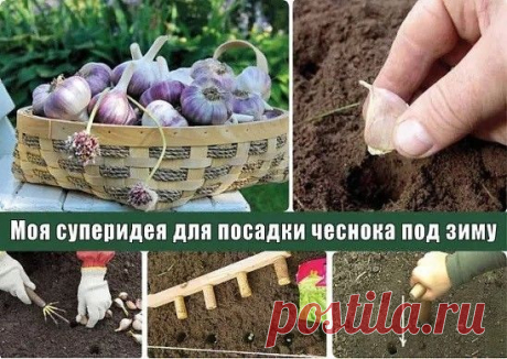 Суперидея для посадки чеснока под зиму | 6 соток