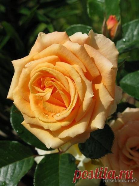 ‘Cappucino‘ | Hybrid Tea rose. Tantau, Germany-2005 | Pinterest: инструмент для поиска и хранения интересных идей