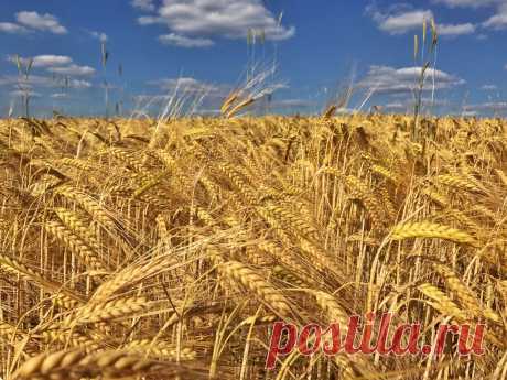 Summer Harvest A pretty day here in Bavaria! iPhone DSLR comparison