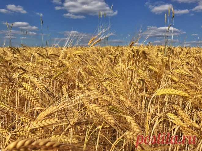 Summer Harvest A pretty day here in Bavaria! iPhone DSLR comparison