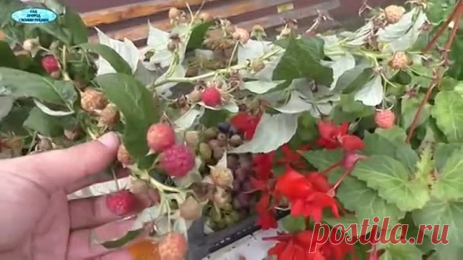 Дозаривание осенней малины- народный суперспособ!