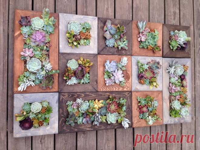 Панно из суккулентов — Сделай сам, идеи для творчества - DIY Ideas