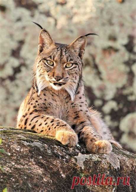 Пиренейская рысь или испанская рысь или сардинийская рысь (Lynx pardinus) — вид класса млекопитающих отряда хищных семейства кошачьих. Ранее часто считалась подвидом обыкновенной рыси.