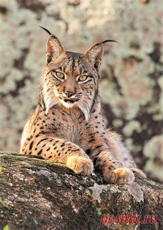 Пиренейская рысь или испанская рысь или сардинийская рысь (Lynx pardinus) — вид класса млекопитающих отряда хищных семейства кошачьих. Ранее часто считалась подвидом обыкновенной рыси.