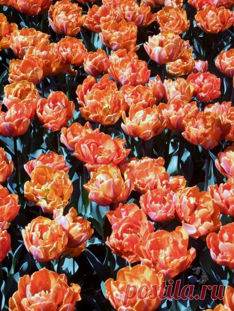 ТЮЛЬПАНЫ В ПАРКЕ КЮКЕНХОФ (KEUKENHOF)  В  ГОЛЛАНДИИ.