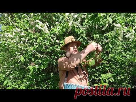 Черемуха от ста болезней - YouTube