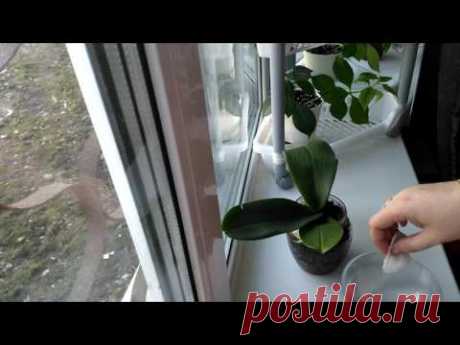 Янтарная кислота для орхидей. Мои реанимашки. - YouTube
