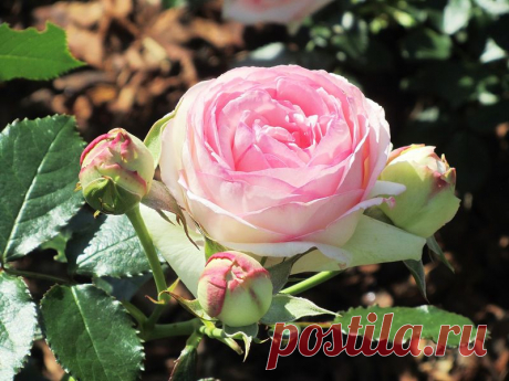 lady-ir-pa2011 — «Розовая роза - аромат весны, розовая роза - вестница любви...» на Яндекс.Фотках