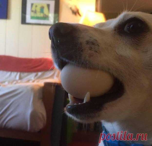 Сокровища, которые приносят домашние питомцы своим любимым хозяевам