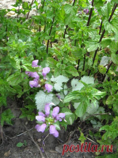 Ароматные сады / Асиенда.ру