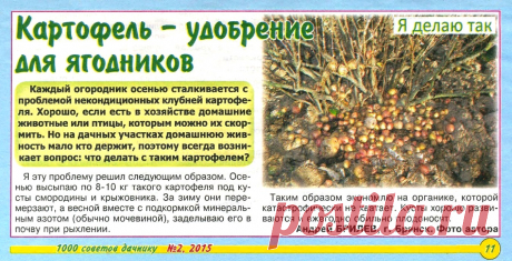 Картофель - удобрение для ягодников