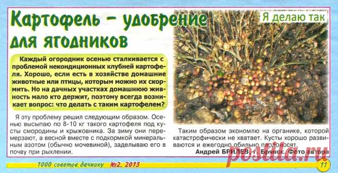 Картофель - удобрение для ягодников